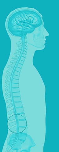 imagen de una persona en la que se aprecia la médula espinal